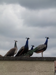 SX26917 Peacocks on neighbour's shed.jpg